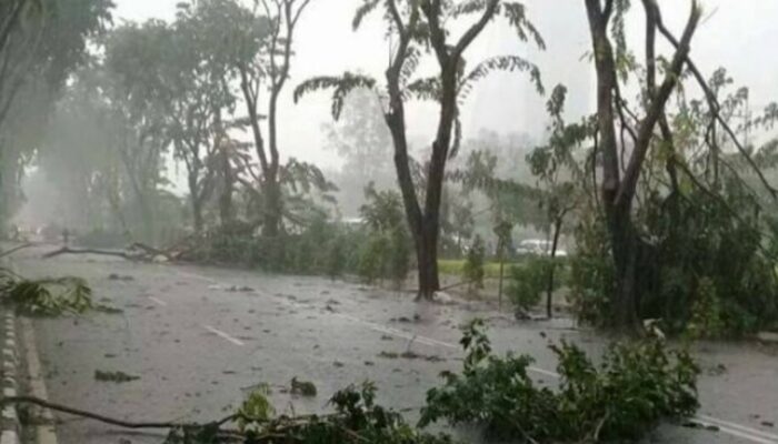 Angin Kencang dan HUjan Lebat Akibatkan Pohon Tumbang di Tegal