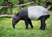 Tapir Berkeliaran di Pemukiman Warga,BBKSDA Riau Lakukan Pencarian