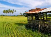 Kementan Bersinergi Dengan TNI Tingkatkan Produktivitas Pertanian