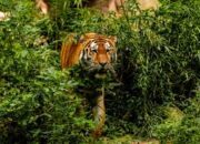 Nenek Berusia 70 Tahun Ditemukan Tewas Diduga Diserang Harimau