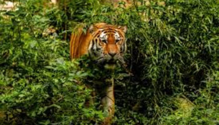 Nenek Berusia 70 Tahun Ditemukan Tewas Diduga Diserang Harimau