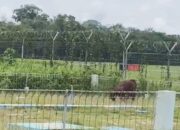 Satu Orang Utan Diamankan BKSDA Sampit Usai Berkeliaran Berhari Hari