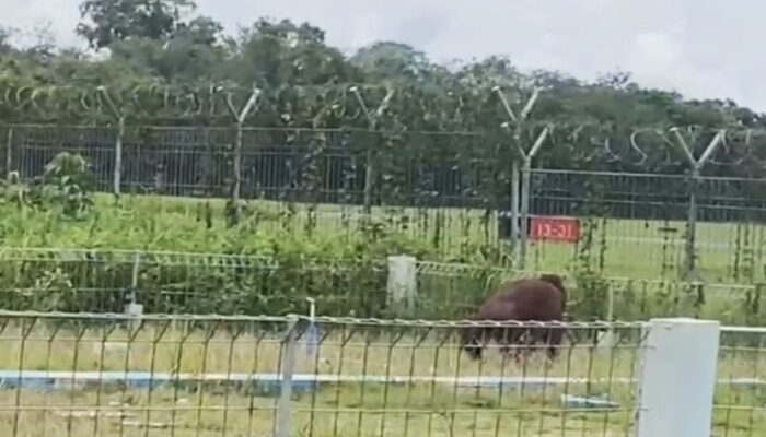 Satu Orang Utan Diamankan BKSDA Sampit Usai Berkeliaran Berhari Hari