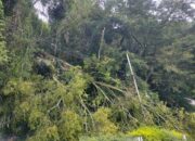 Pohon Tumbang di Parapat Kenai Pengendara Sepeda Motor