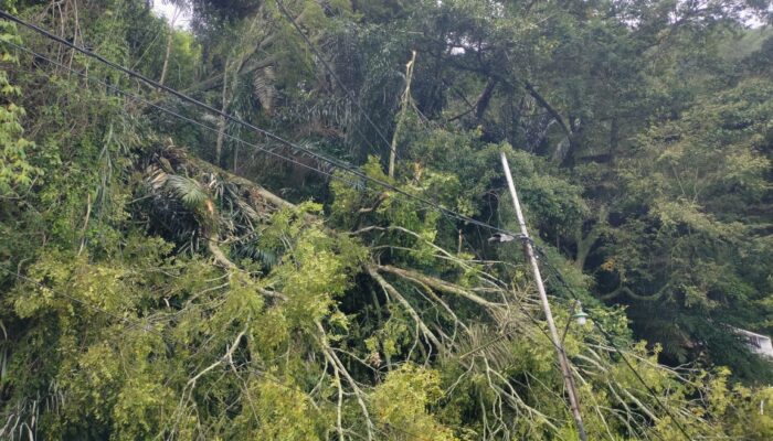 Pohon Tumbang di Parapat Kenai Pengendara Sepeda Motor