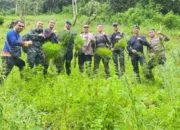 Polres Madina Kembali Temukan Ladang Ganja Seluas 1,5 Ha di Perbukitan Tor Sihite