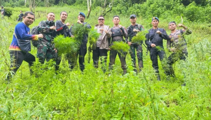 Polres Madina Kembali Temukan Ladang Ganja Seluas 1,5 Ha di Perbukitan Tor Sihite