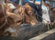 Hewan Kurban Mulai Dipersiapkan di palembang Jelang Idul Adha