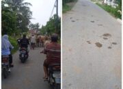 Gerombolan Sapi di Huta Dipar Simalungun Ganggu Warga