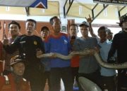 Petugas Damkar Pematangsiantar Evakuasi Ular Sawah Dari Pemukiman Warga