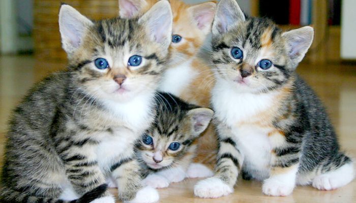 Pria di Semarang Berurusan Dengan Polisi Gegara Makan Kucing