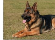 Anjing Herder Gigit Warga Disuntik Mati