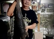 Pangulu Sari Mantin Simalungun Pamer Pegang Trenggiling di Akun Medsosnya