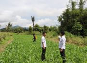 WBP Lapas Narkotika Kelas IIA Pematangsiantar Semprot Tanaman Jagung