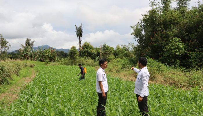 WBP Lapas Narkotika Kelas IIA Pematangsiantar Semprot Tanaman Jagung