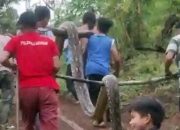 Gadis 15 Tahun Nyaris Tewas Digigit Ular Piton