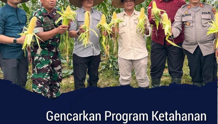 Gencarkan Program Ketahanan Pangan, Lapas Pemuda Langkat Bersama UPT PAS Rayon Langkat Panen Jagung Manis 