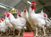 Program MBG Belum Optimal,Peternak Ayam Alami Kerugian