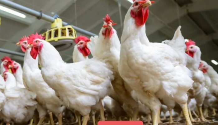 Program MBG Belum Optimal,Peternak Ayam Alami Kerugian
