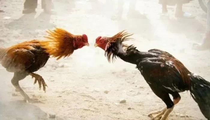 1 Anggota Brimob Jadi Tersangka Dalam Kasus Judi Sabung Ayam