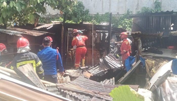Pemilik Jemput Anak Sekolah,Puluhan Ekor Babi Nyaris Terpanggang Hangus