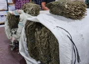 Puluhan Kilo Ganja Ditemukan di Belakang Kampus USI Pematangsiantar