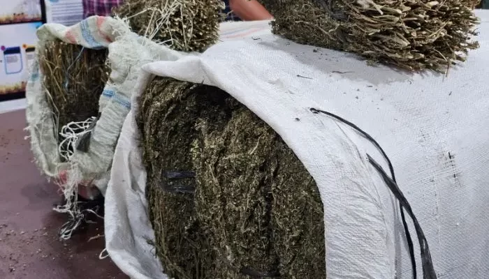 Puluhan Kilo Ganja Ditemukan di Belakang Kampus USI Pematangsiantar