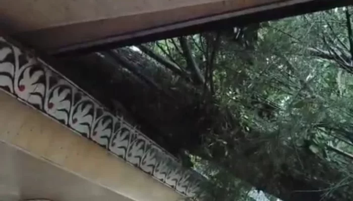 Hujan Deras Diiringi Angin Tumbangkan Pepohonan di Beberapa Titik Pematangsiantar