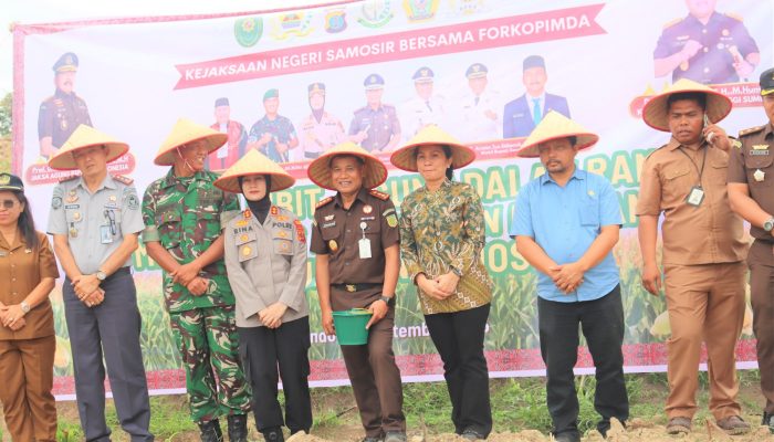 Kajari Samosir dan Unsur Forkopimda Lakukan Penanaman Jagung di Desa Simarmata