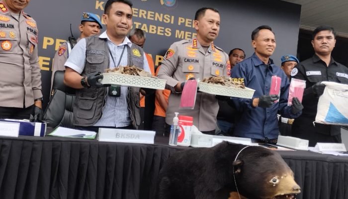 Kapolrestabes Medan Tangkap Pelaku Penjualan Organ Tubuh Beruang dan Trenggiling