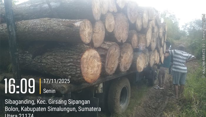 Diduga Ilegal, Pangulu Sibaganding Minta Penebangan Pinus di Nagorinya Dihentikan