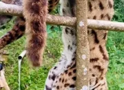 Warga Girsang Sipangan Bolon Dihebohkan Penemuan Bangkai Macan Akar