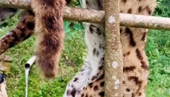 Warga Girsang Sipangan Bolon Dihebohkan Penemuan Bangkai Macan Akar