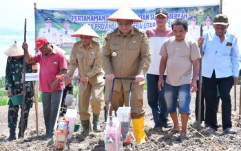 Bupati Vandiko Turun Lapangan Tanam Benih Jagung 40 Hektare Bersama Petani