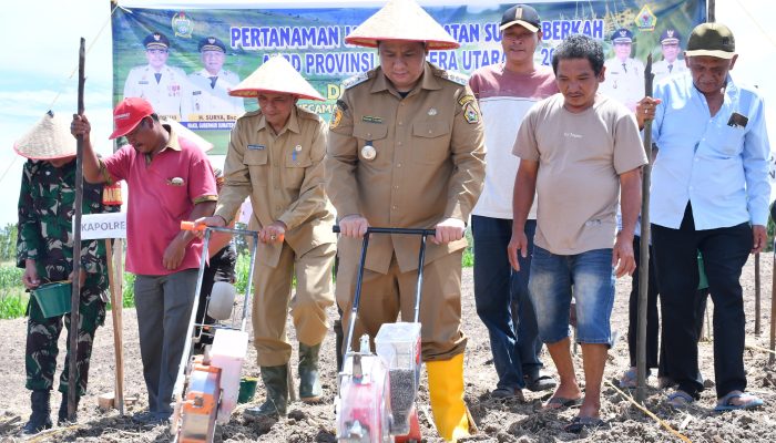 Bupati Vandiko Turun Lapangan Tanam Benih Jagung 40 Hektare Bersama Petani