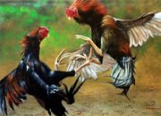 Polsek Sunggal Amankan 15 Orang dari Judi Sabung Ayam