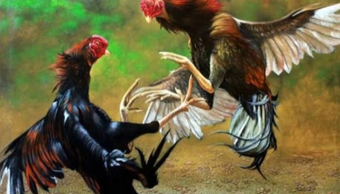 Polsek Sunggal Amankan 15 Orang dari Judi Sabung Ayam