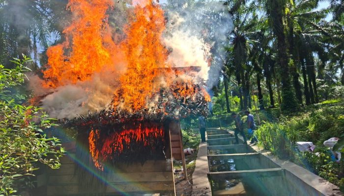 Sat Resnarkoba Polres Simalungun Bakar Barak Narkoba, 5 Orang Diamankan