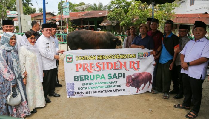 Wali Kota Wesly Serahkan Sapi Kurban Limosin Bantuan Presiden Prabowo di Masjid Amaliyah