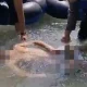 Seorang Pengunjung Objek Wisata Tangkahan Langkat Ditemukan Tewas