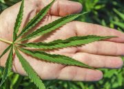 Dua Mahasiswa Ditangkap Karena Jual Ganja Ke Sesama Rekannya