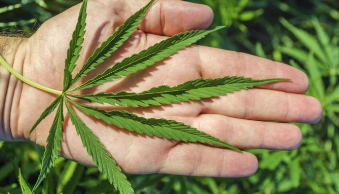 Dua Mahasiswa Ditangkap Karena Jual Ganja Ke Sesama Rekannya